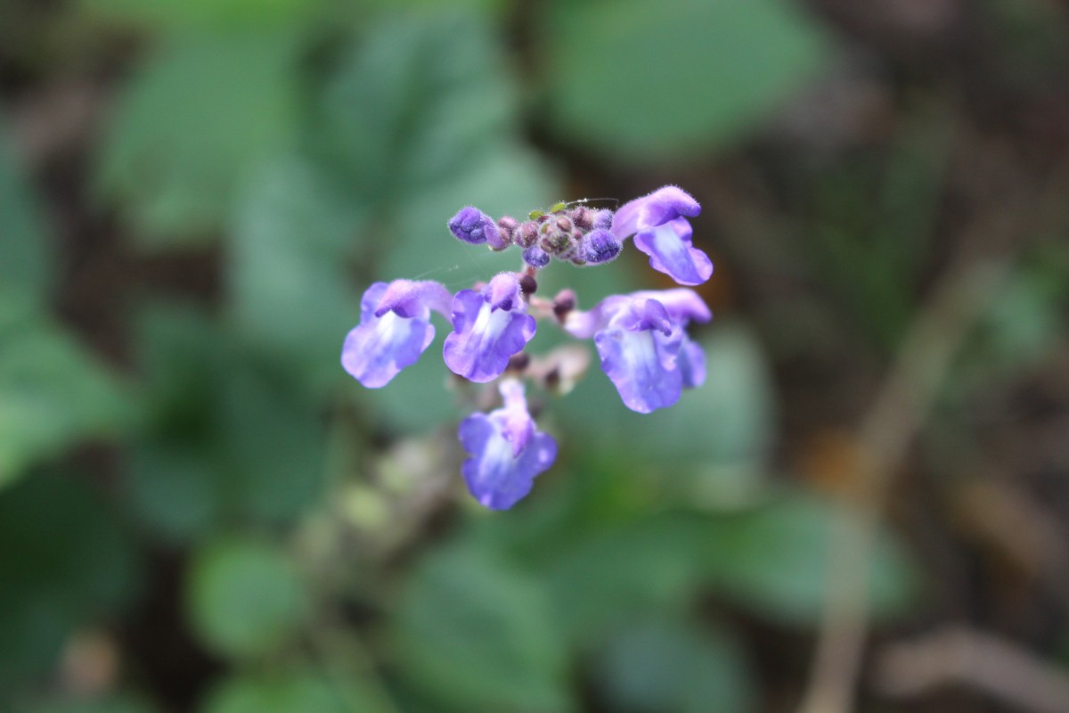 Scutellaria violacea var. violacea Heyne ex Benth.